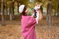 《又是银杏季》：美女带着可爱的小狗